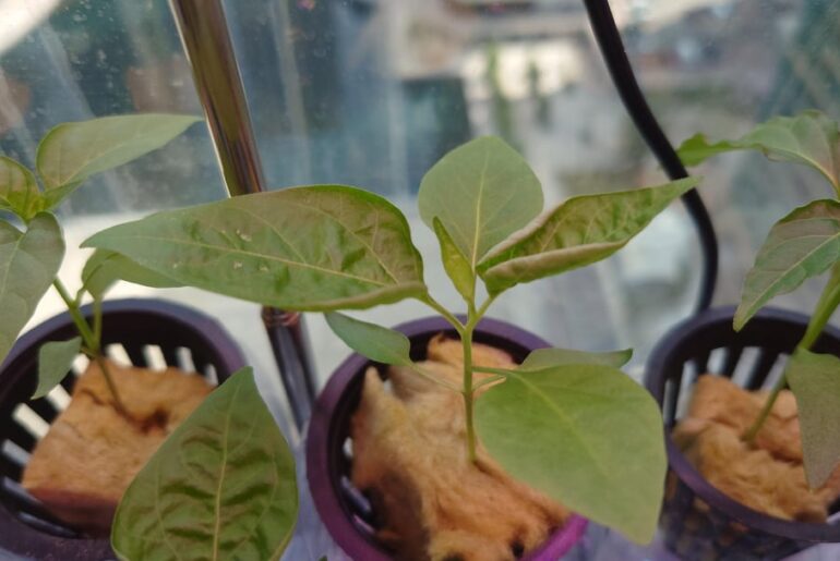 Leaf curlings