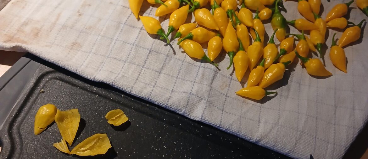 Todays harvest
