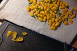Todays harvest