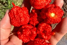 Beast Pepper. Don’t make it angry. You wouldn’t like it when it’s angry.