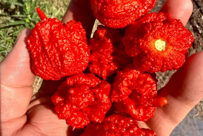 Beast Pepper. Don’t make it angry. You wouldn’t like it when it’s angry.