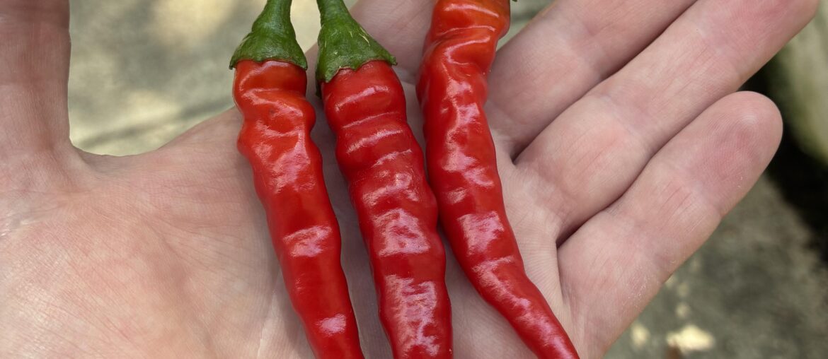 Cayenne pepper