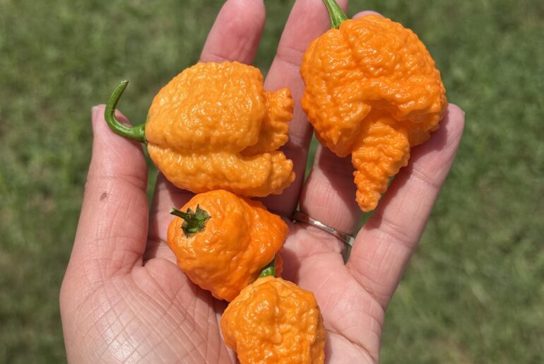 Fried Chicken Peppers