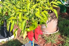 Poblano peppers almost ready