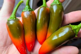 Such beautiful jalapenos this year