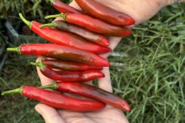 Woke up to find ten of my Serranos magically ripened all at once. Super excited to throw them into my first hot sauce.