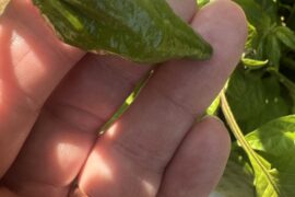 First fruit appearing !