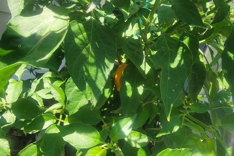 Habaneros incoming