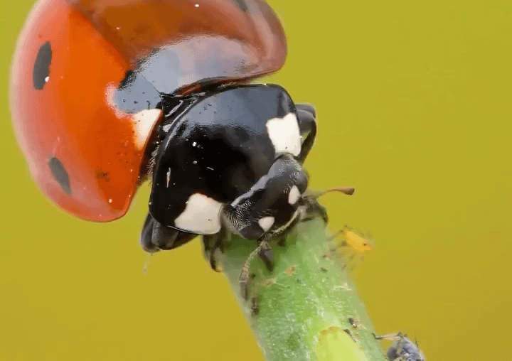 Ladybug saves this plant by feeding on aphids (time-lapse)