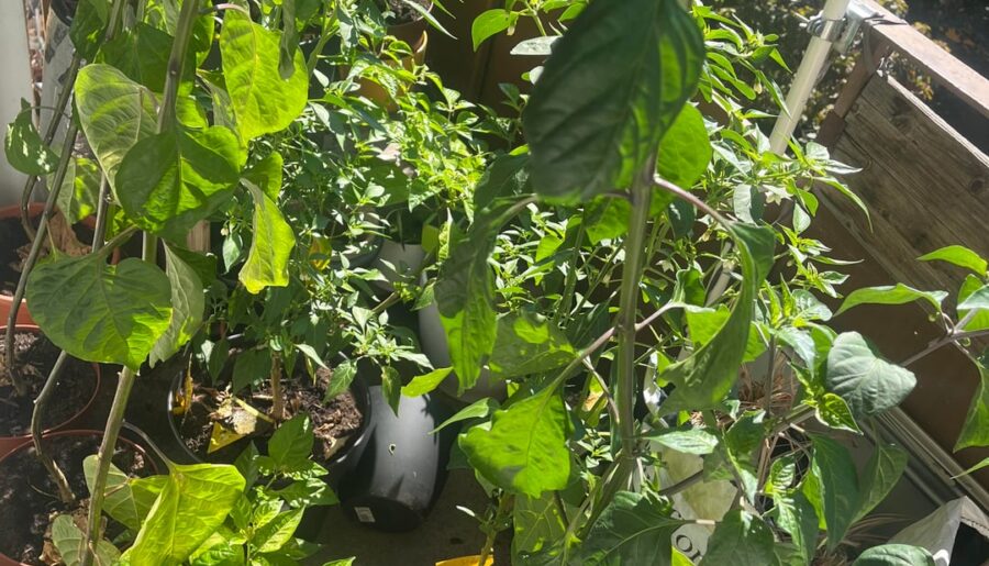 I sacrificed my tiny balcony. It’s getting out of hand, I might have a pepper problem.