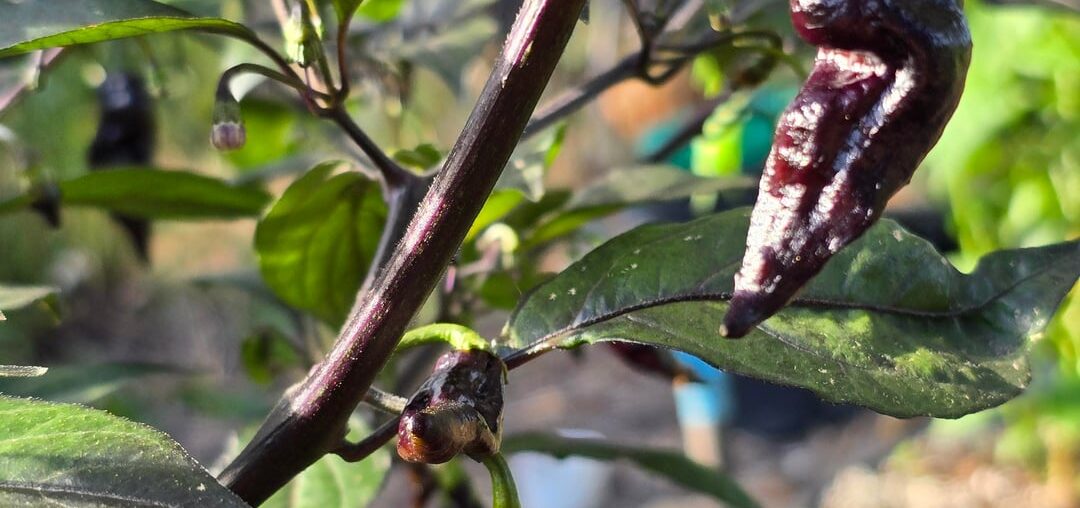 Mystery black pepper masquerading as Biquinho