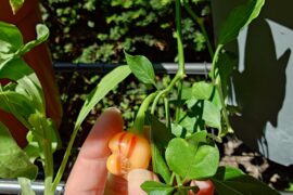 I'm growing peppapeach stripey for the first time and not sure how to tell when they're ripe. Is it when the red stripes form?