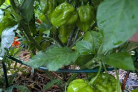 Are these habaneros?