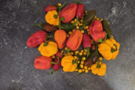 My first tiny pepper harvest