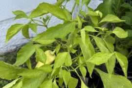Nutrient deficiency??