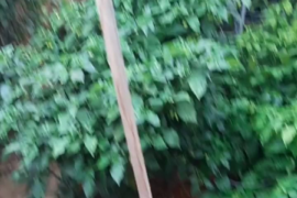 My geothermal greenhouse in NM highdesert.