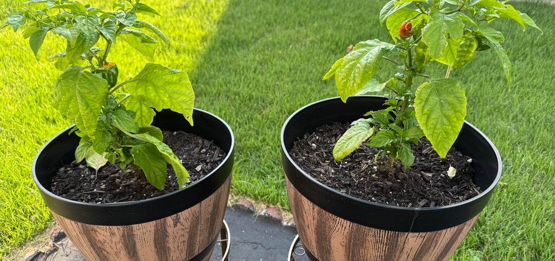 Ghost and (hopefully) scotch bonnet?