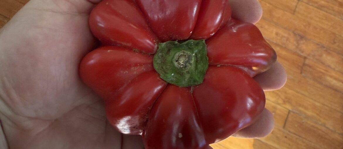Follow up post to mystery “cherry” pepper.