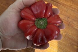 Follow up post to mystery “cherry” pepper.