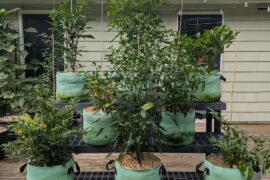 The pepper platform is working out well
