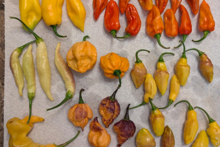 Best day yet this season for my peppers