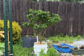 My 2nd year reaper tree