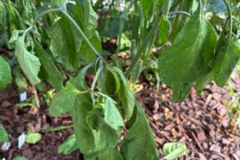 7 Pot Primo Suddenly Drooping Heavily