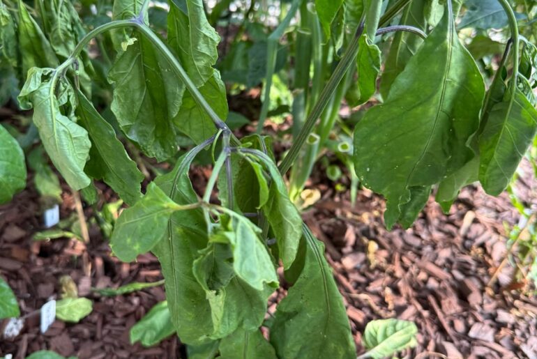 7 Pot Primo Suddenly Drooping Heavily