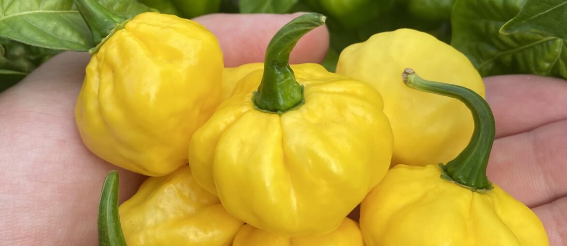 Yellow scotch bonnet harvest :)