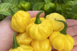 Yellow scotch bonnet harvest :)