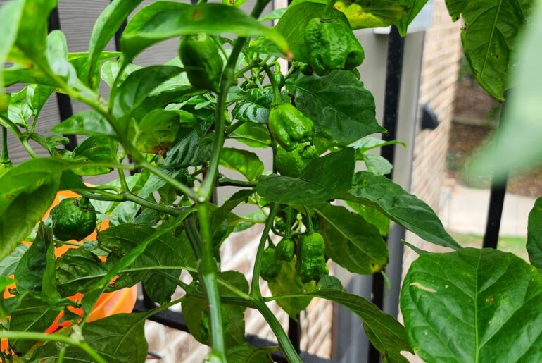Just some peppers