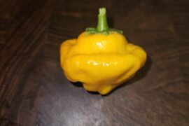 My first mushroom is proud.