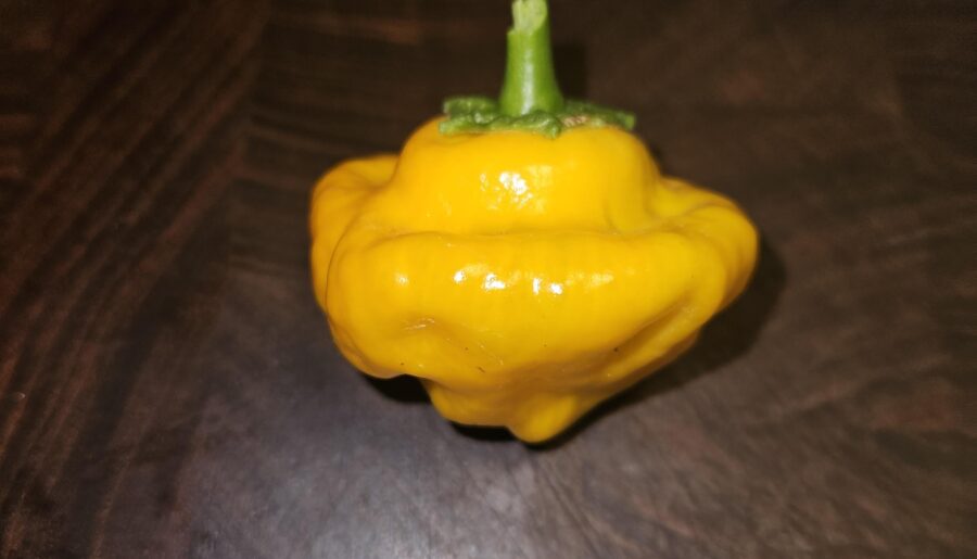My first mushroom is proud.