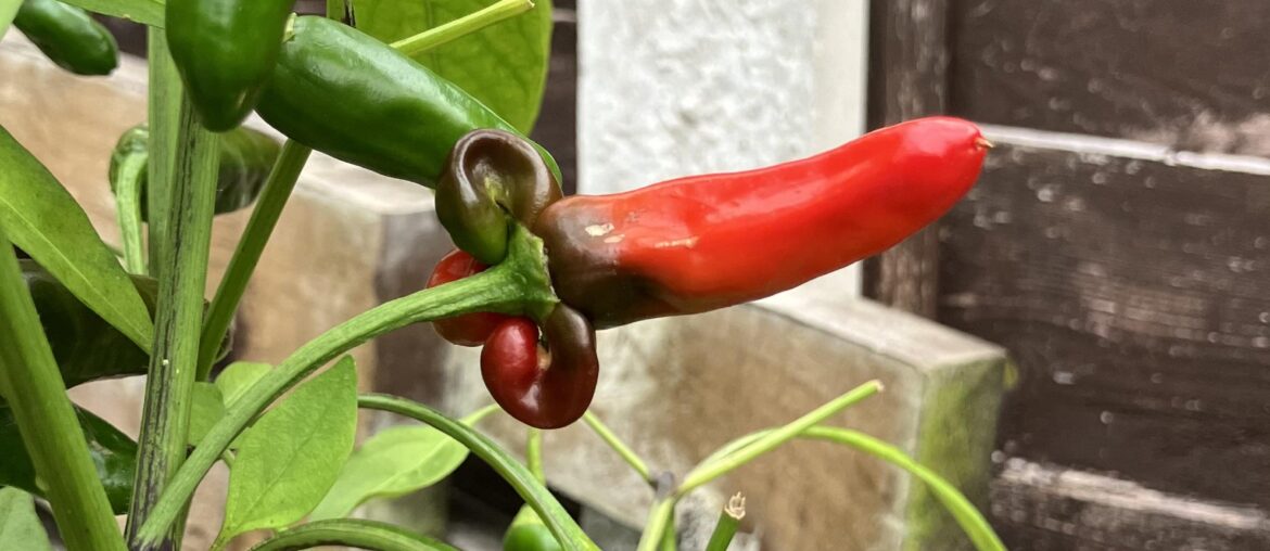 Update on the pecker pepper / chilli Willy