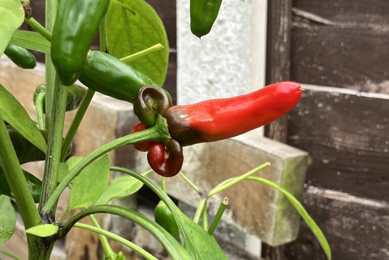 Update on the pecker pepper / chilli Willy