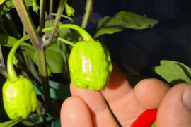 So excited growing reapers for the first time!