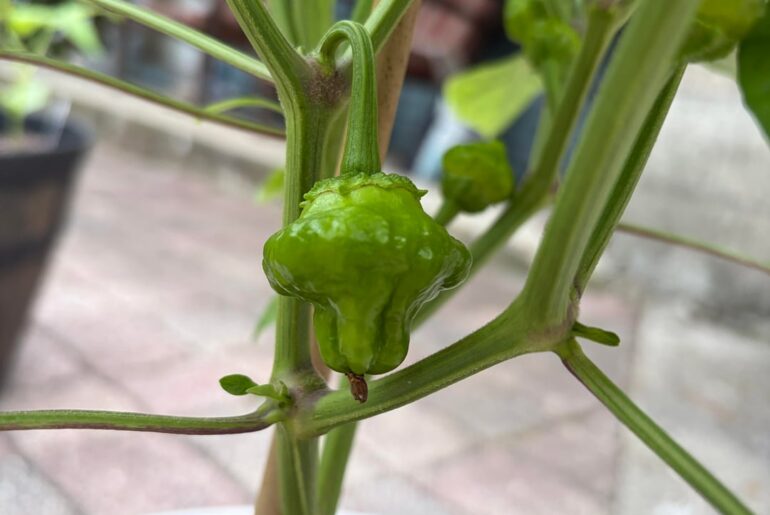 What am I growing? Was labeled as a habanero seed.