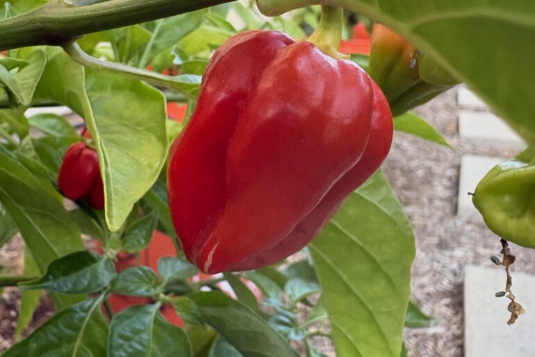 Red savinas or Caribbean red?