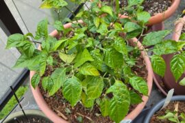 What's wrong with my scotch bonnet?
