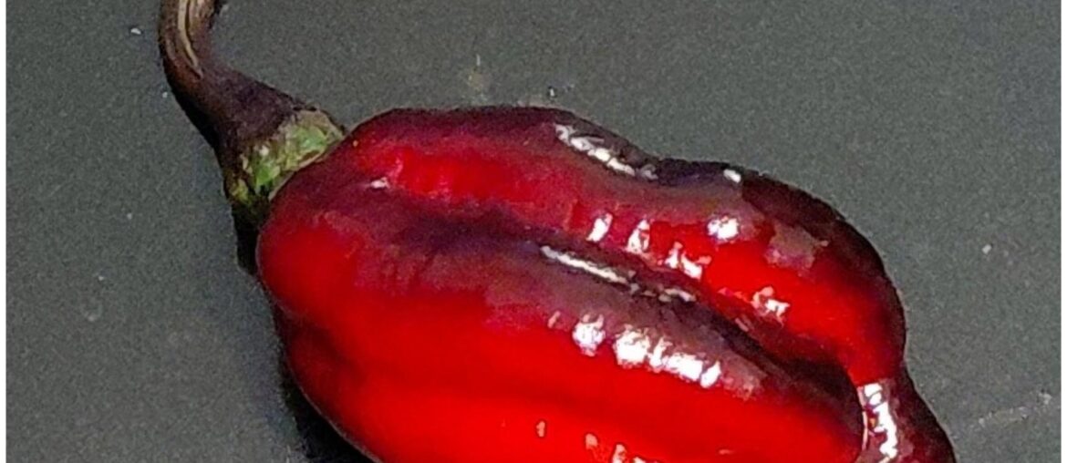 First Blood Ghost JS - Flavor Bomb Surprise!