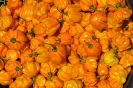 Habanero amarillo
