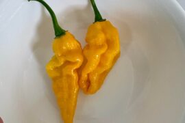 Just harvested my first two fataliis