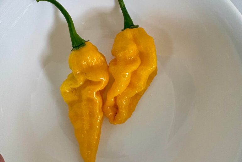 Just harvested my first two fataliis