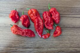 Ghost peppers turned out to be much more fun and not actually that hot when properly cooked with.