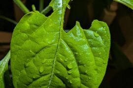 What insect does this?
