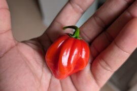 My first fully mature homegrown habanero