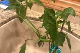 Help with Chili Pepper Plant Identification