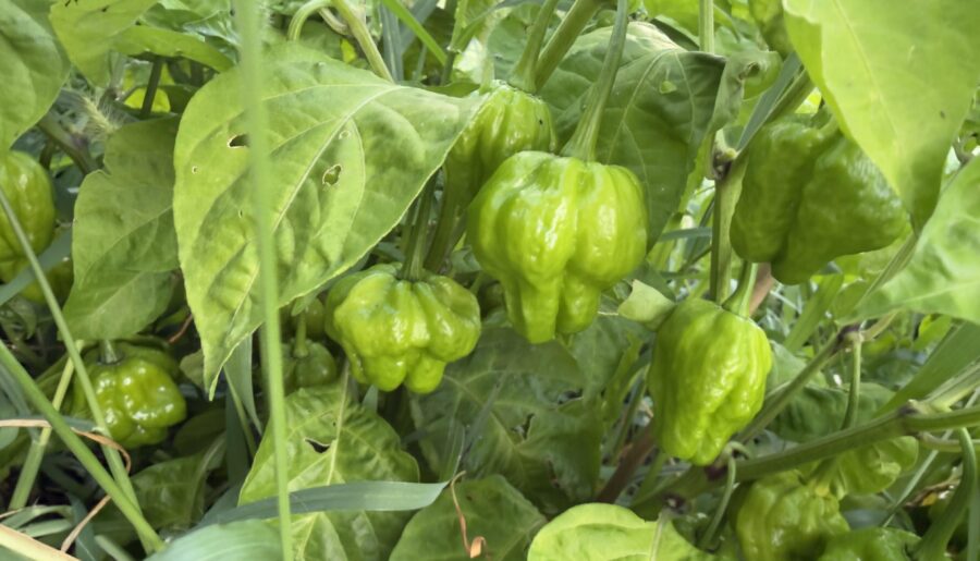 These are actually Scotch Bonnets, right?