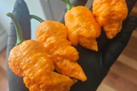 Fried Chickens