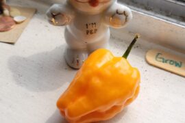 First pepper